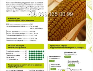 Зображення для оголошення Насіння кукурудзи АМАРОК 290
