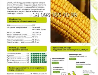Зображення для оголошення Насіння кукурудзи ТЕСЛА ФАО 350