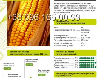 Зображення для оголошення Насіння кукурудзи Бейліс ФАО 310