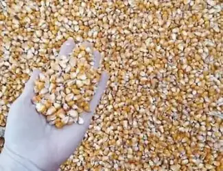 Зображення для оголошення Підприємство закуповує відходи кукурудзи