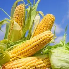 Зображення для оголошення Закуповуємо кукурудзу базову а також інші види зернових культур