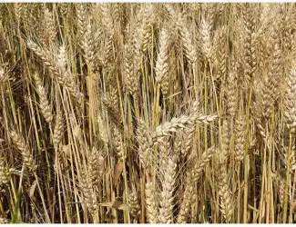 Зображення для оголошення Продам насіння ярої пшениці ТРІЗО