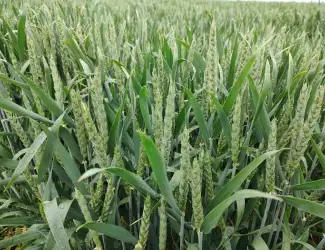 Зображення для оголошення Продам насіння ярої пшениці Лікамеро 2 реп