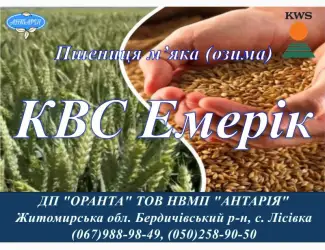 Зображення для оголошення Насіння озимої пшениці КВС Емерік (СН
