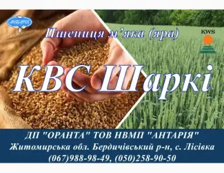 Зображення для оголошення Насіння ярої пшениці КВС Шаркі (СН