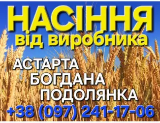 Зображення для оголошення Насіння озимої пшениці Астарта