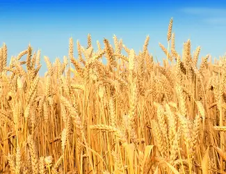 Зображення для оголошення Закупаю пшеницу та іншу сільхозпродукцію по Україні
