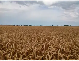Зображення для оголошення Продам пшеницу