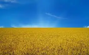 Зображення для оголошення Куплю Пшеницу По всій Україні