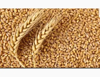 Зображення для оголошення Продам пшеницу 2