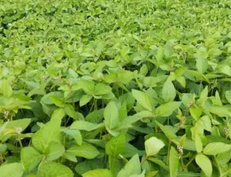 Зображення для оголошення Продам сою Канзас, насіння сої, соя під Раундап