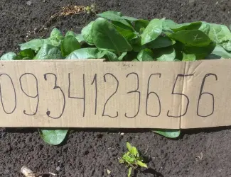 Зображення для оголошення Розсада табака кріпкого