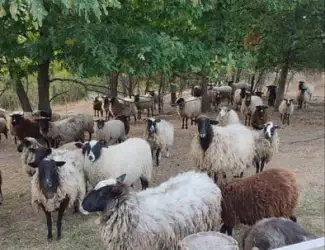 Зображення для оголошення Продам баранину,ягнятіну живою вагою або тушкой