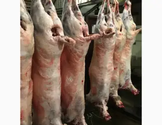 Зображення для оголошення Тушки баранів та м'ясо