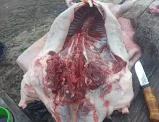 Зображення для оголошення Продам мʼясо бобра/мясо бобра