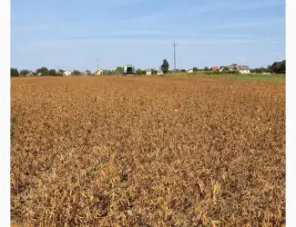 Зображення для оголошення Продам насіння сої АПОЛЛО