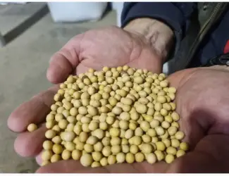 Зображення для оголошення Продам насіння сої ГМО АББІ (Канада)
