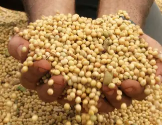Зображення для оголошення Куплю сою. Дорого