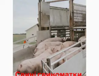 Зображення для оголошення За купляємо свині свиноматки брак