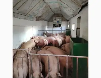 Зображення для оголошення Продам свині з доставкою
