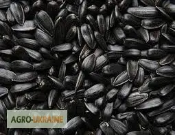 Зображення для оголошення Куплю подсолнечник масличный