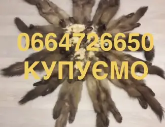 Зображення для оголошення Купуємо шкіри куниці бобра видри по усій Україні за хорошими цінами