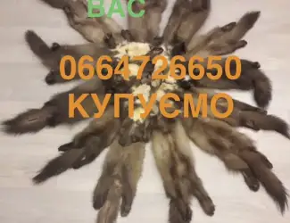 Зображення для оголошення Шкіри куниць купуємо по усій Україні