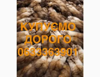 Зображення для оголошення Купуємо шкіри куниці хутро куниць по всій Україні