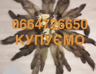Зображення для оголошення Купимо шкіри дорого куниця бобер кріль
