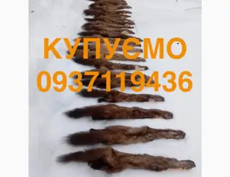 Зображення для оголошення Купимо купуємо шкіри хутро куниці та бобра ДОРОГО