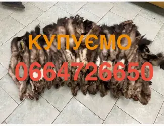 Зображення для оголошення Шкіри куниці