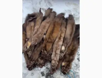 Зображення для оголошення Купуємо куницю бобра норку та інші шкіри ДОРОГО