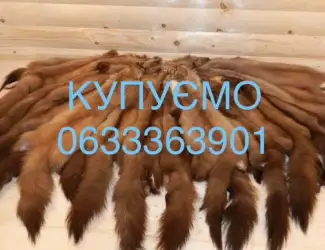 Зображення для оголошення Купуємо хутро куниці бобра кроля