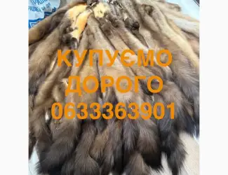 Зображення для оголошення Купуємо шкіри куниці бобра дорого