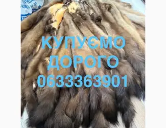 Зображення для оголошення Купуємо хутро куниці бобра кроля зайця видри