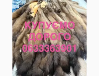 Зображення для оголошення Куплю шкіри куниці хутро куниць купимо