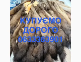 Зображення для оголошення Куплю шкіри шкури куниці та бобр зайця кроля