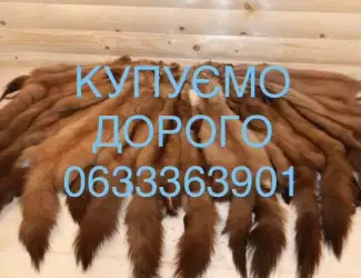 Зображення для оголошення Купуємо шкури куниці мех куниц