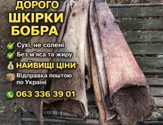 Зображення для оголошення Куплю шкіри бобра сухі