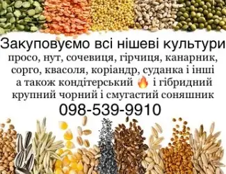 Зображення для оголошення Купуємо кондитерський соняшник а також КРУПНОГО розміру гібридний смугастий та чорний