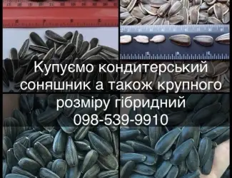Зображення для оголошення Закуповуємо КОНДИТЕРСКИЙ соняшник а також КРУПНОГО розміру гібридний полосатий та чорний