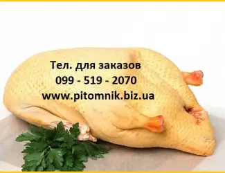 Зображення для оголошення М'ясо тушка м'язової качки шипуна індо-качки