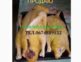 Зображення для оголошення Продам тушки індокачок роздріб/ опт або живими