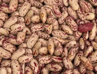 Зображення для оголошення Продаж квасолі з доставкою. Пакет супровідних документів