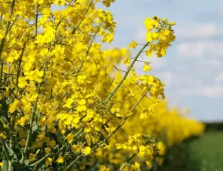 Зображення для оголошення Купуємо рапс від 100т. БЕЗНАЛ