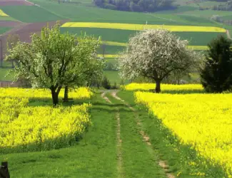 Зображення для оголошення Куплю рапс різну кількість БЕЗНАЛ