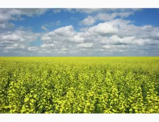 Зображення для оголошення Куплю ріпак БЕЗНАЛ
