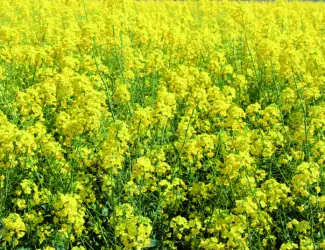 Зображення для оголошення Куплю рапс з господарства БЕЗНАЛ