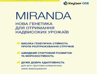 Зображення для оголошення Насіння озимого ріпаку MIRANDA (Міранда)