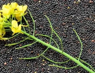 Зображення для оголошення Продам ріпак
